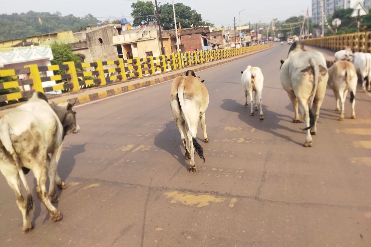 पश्चिमी सिंहभूम के नोवामुंडी ओवरब्रिज पर मौत का जाल, बिखरी गिट्टी और आवारा पशुओं से बढ़ा हादसों का खतरा