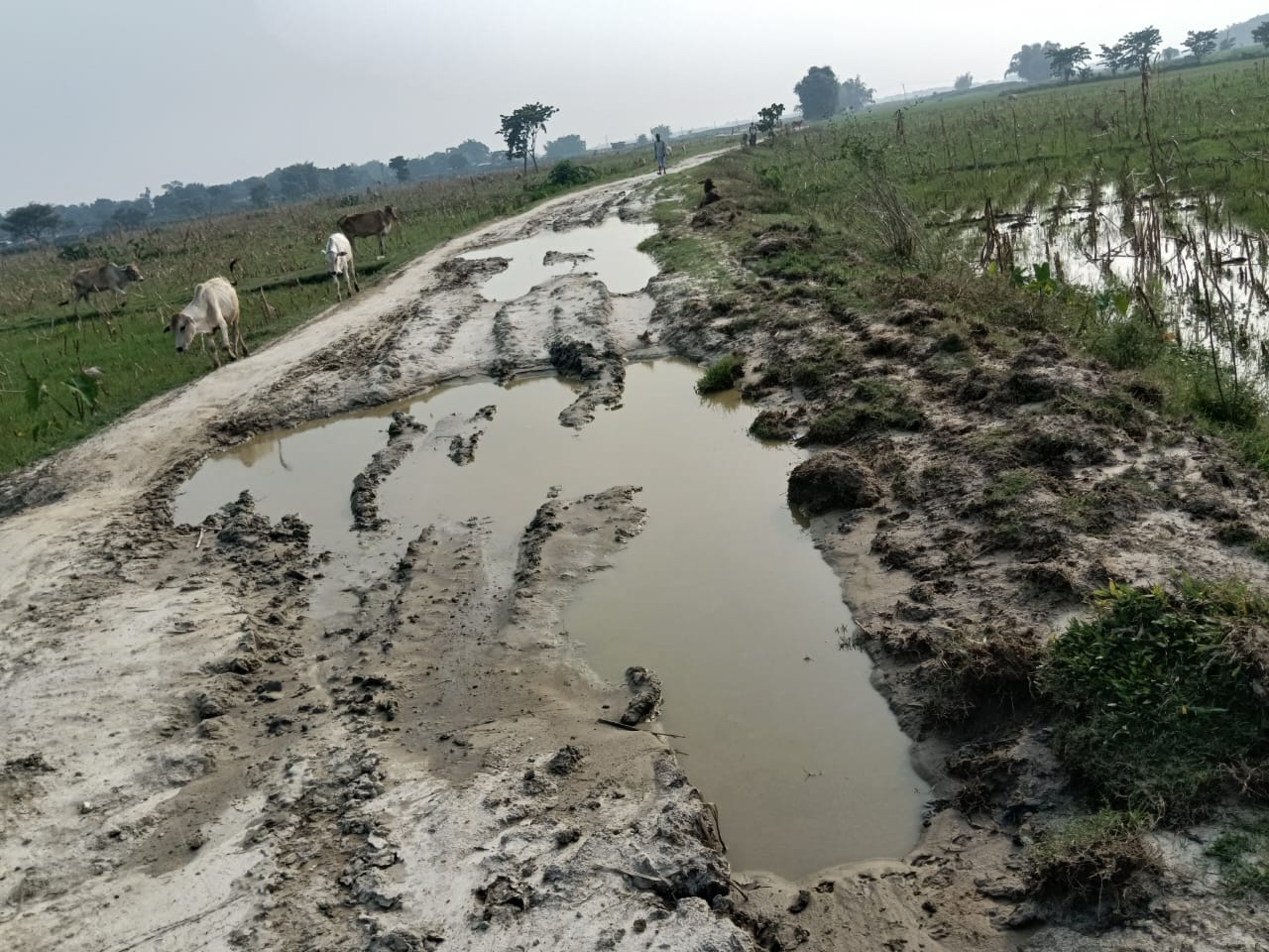 आजादी के 79 वर्षों बाद भी विकास की राह ताक रहा काशीबाड़ी गांव, 5000 की आबादी परेशान