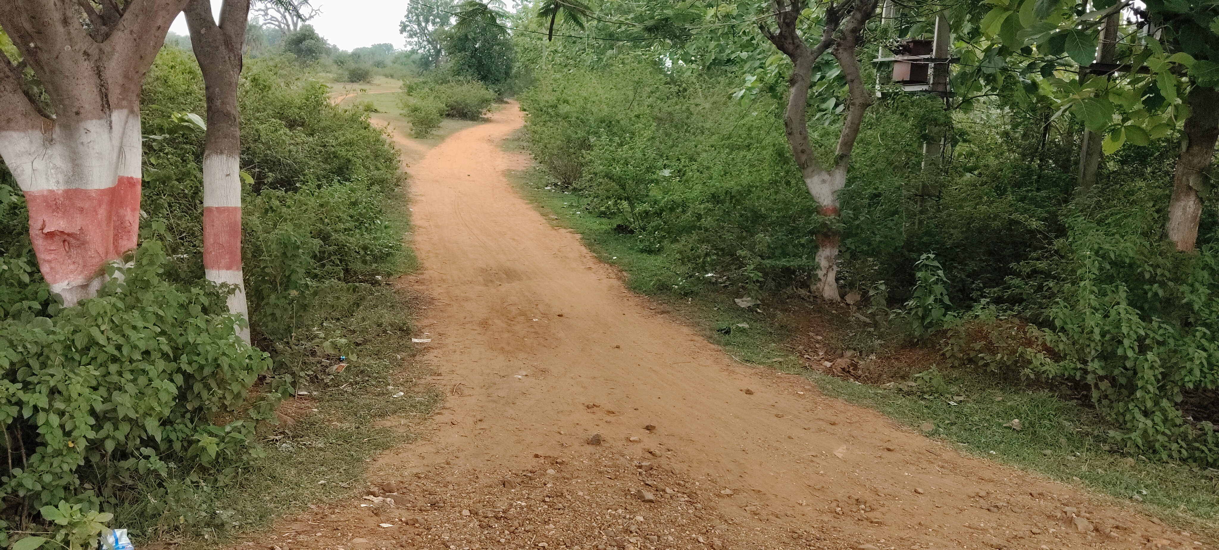 झुंडी में वन अधिकार के तहत सड़क निर्माण की मांग