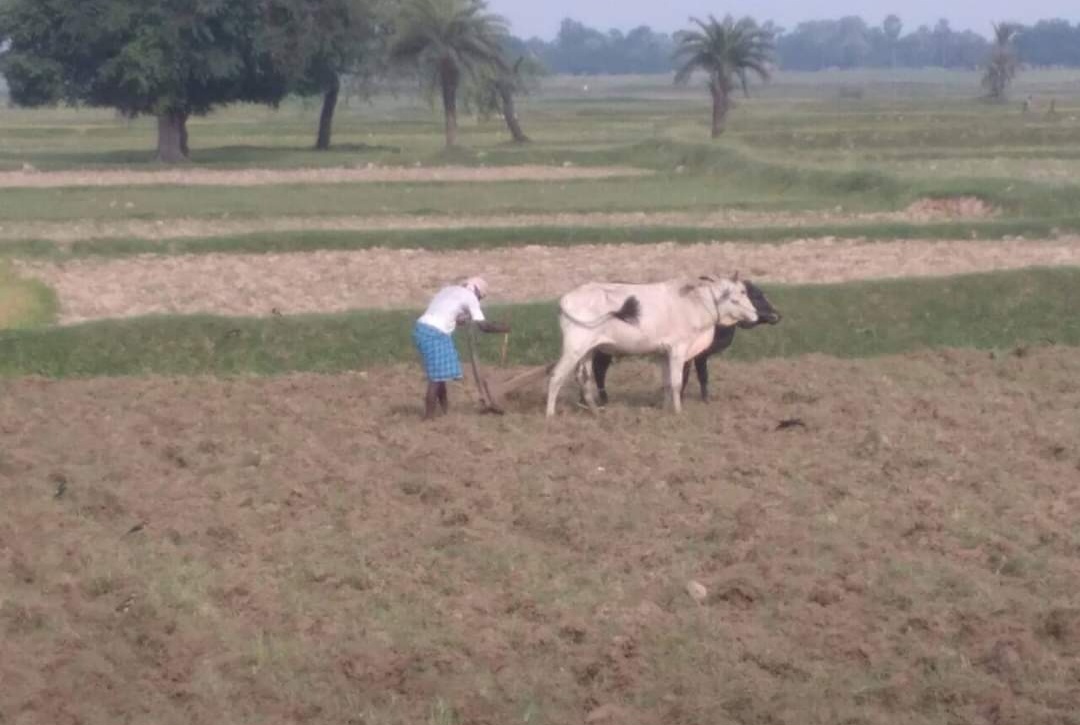 अच्छी बारिश से किसानों में उत्साह, धान की बुआई में जुटे कृषक