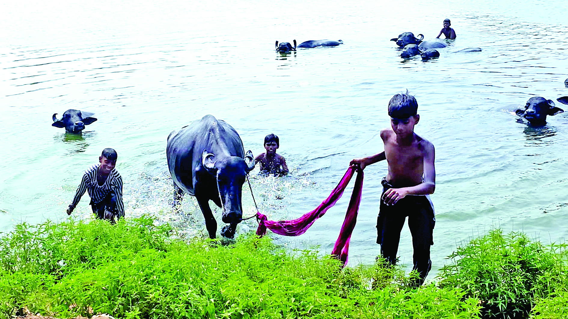बरदही काली मंदिर के तालाब में मवेशी नहलाने पर लगेगा जुर्माना