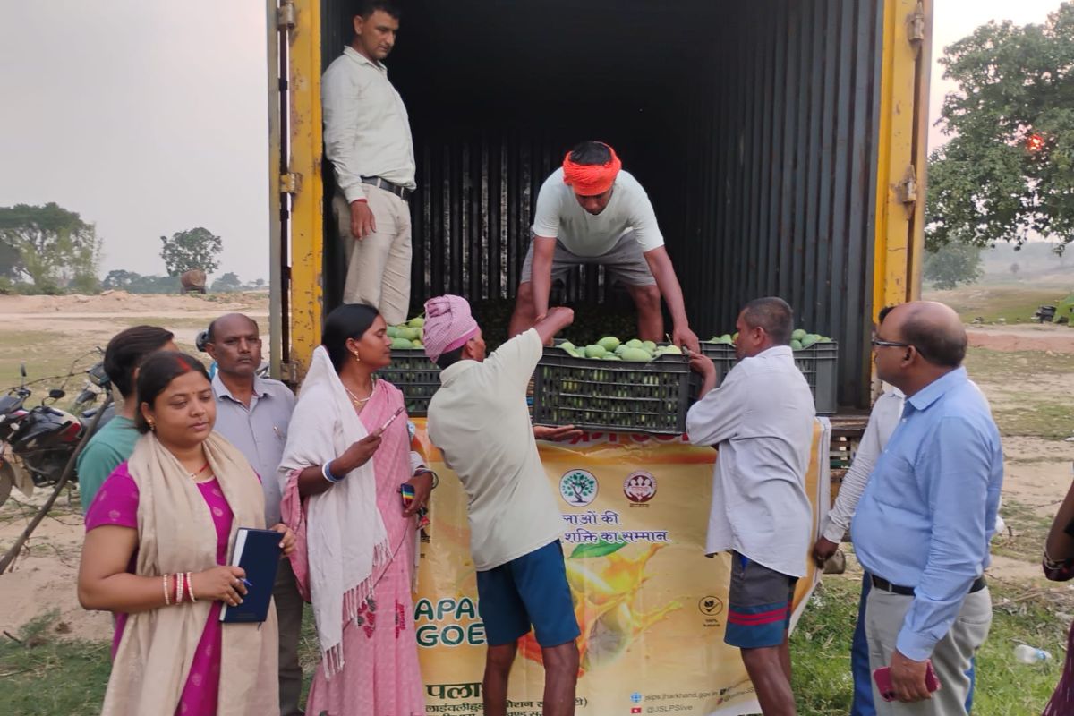 कोडरमा : बागवानी से बदल रही किसानों की किस्मत, मरकच्चो के अम्रपाली आम की बढ़ी डिमांड