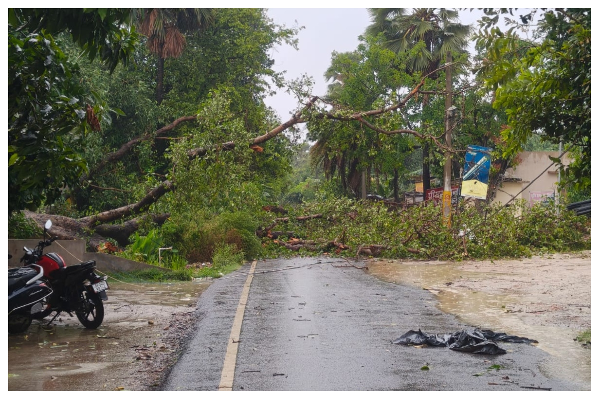 Muzaffarpur Weather News: आंधी-पानी का कहर: पीपल का पेड़ गिरने से मार्ग बाधित, 11 हजार का तार टूटा