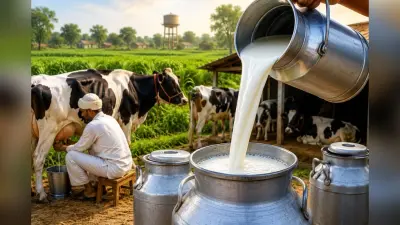 गया जी : मगध दुग्ध संघ का दूध संग्रहण 2 लाख लीटर प्रतिदिन करने का लक्ष्य, 60 हजार से अधिक पशुपालक जुड़े
