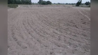 सारण में 85% किसानों ने नहीं डाला धान का बिचड़ा, कम बारिश से खेती पर संकट, मानसून का इंतजार