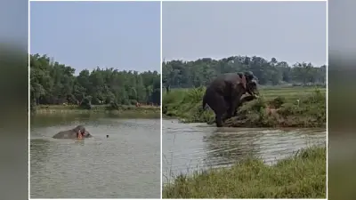 लंबे समय बाद चाकुलिया लौटा रामलाल हाथी, तालाब में स्नान करते देख उमड़ी भीड़