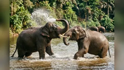 चांडिल डैम में हाथियों की अठखेलियां बनी चर्चा, घंटों पानी में खेलते रहे तीन जंगली हाथी