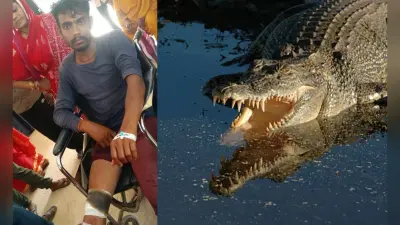 बेतिया: पैर पकड़ पानी में खींचने लगा मगरमच्छ, तो युवक ने पेड़ की डाल पकड़ बचाई जान