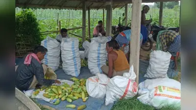 पूर्वी सिंहभूम: 800 बीघा में खीरे की बंपर खेती, फिर भी किसानों को नहीं मिल रहा सही दाम