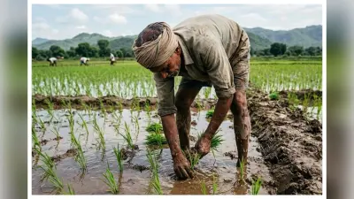 दो दिन की बारिश से किसानों के चेहरे खिले, शुरू हुई धान की रोपनी