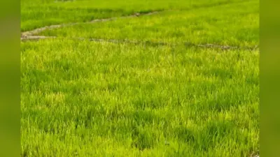 रातभर की बारिश से लौटी किसानों के चेहरे की मुस्कान, धान की खेती को मिला बड़ा सहारा