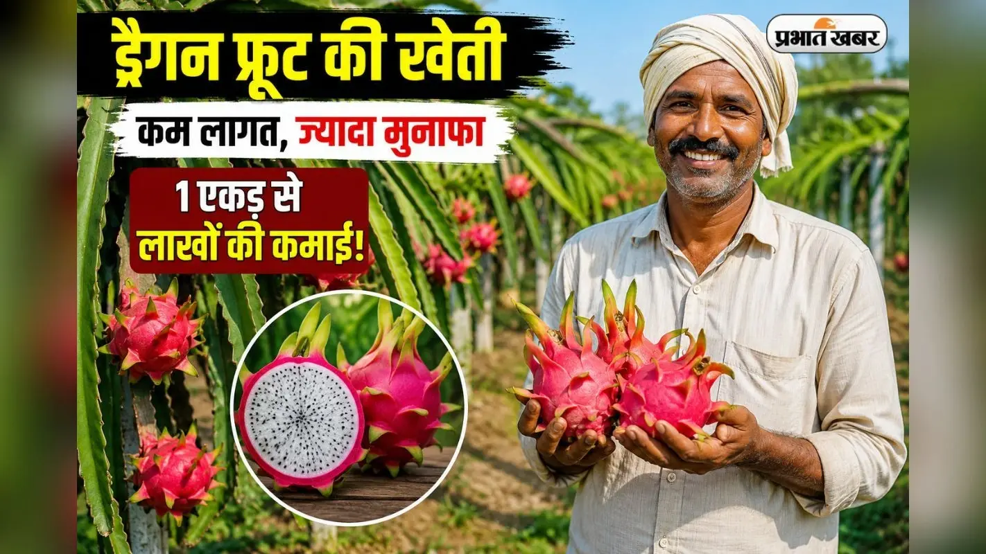धान-गेहूं छोड़िए, ड्रैगन फ्रूट उगाइए! बिहार सरकार दे रही है ₹2.70 लाख की बंपर सब्सिडी; ऐसे करें ऑनलाइन आवेदन