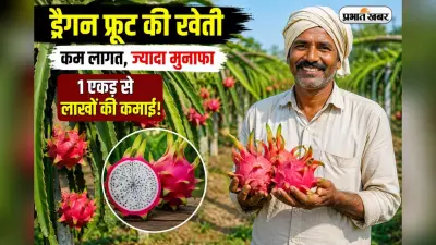 धान-गेहूं छोड़िए, ड्रैगन फ्रूट उगाइए! बिहार सरकार दे रही है ₹2.70 लाख की बंपर सब्सिडी; ऐसे करें ऑनलाइन आवेदन