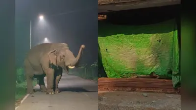 चाकुलिया में गजराज ने मचाया उत्पात, गोदाम का शटर तोड़ चावल कर गया चट