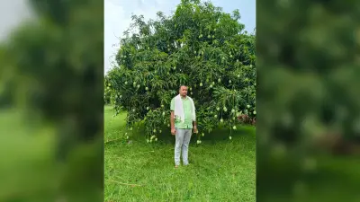 पूरे बिहार सहित झारखंड, बंगाल और नेपाल में फैल रही बांका के आमों की खुशबू