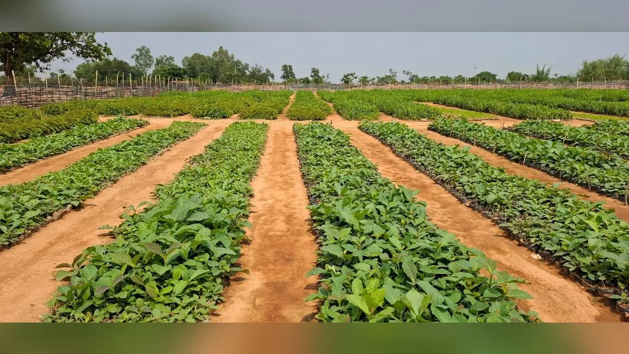Giridih News :देवरी बीट की 536 हेक्टेयर भूमि पर लगाये जायेंगे सात लाख से अधिक पौधे