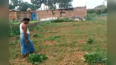 धोरैया में किसी ने रातोंरात उजाड़ दी मेहनत की फसल, पूर्व पैक्स अध्यक्ष ने प्रशासन ने लगायी गुहार