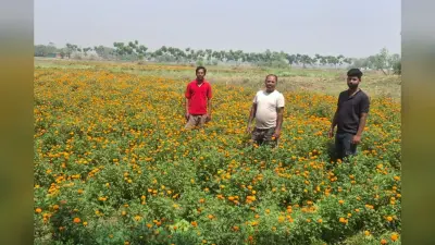 लॉकडाउन में छूटा रोजगार, गेंदा फूलों ने बदली जिंदगी, अमरपुर के सुबोध बने आत्मनिर्भरता की मिसाल