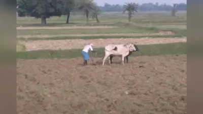 अच्छी बारिश से किसानों में उत्साह, धान की बुआई में जुटे कृषक