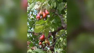प्रोसेसिंग प्लांट न होने से बंगाल के व्यापारी हो रहे मालामाल