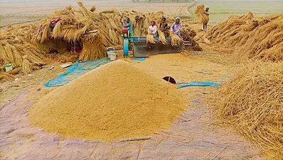 बाजार भाव के आगे फीकी पड़ी सरकारी खरीद, अबतक लक्ष्य का मात्र 30 प्रतिशत ही हो सकी गेहूं अधिप्राप्ति