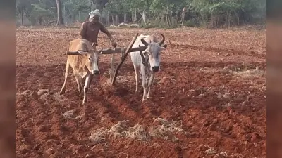 Giridh nesws :किसानों ने बुआई के लिए तैयार किये खेत, अनुदानित दर पर बीज का इंतजार