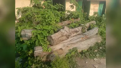 धोरैया प्रखंड मुख्यालय में रखी शीशम की लकड़ियां हो रहीं बर्बाद