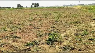 ट्रैक्टर चलवा कर खेत में लगे मकई फसल को किया नष्ट, बढ़ा तनाव