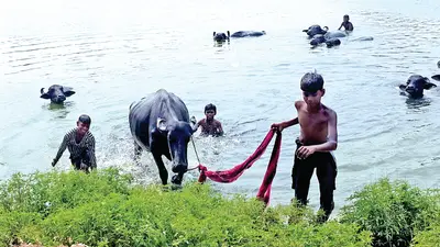 बरदही काली मंदिर के तालाब में मवेशी नहलाने पर लगेगा जुर्माना