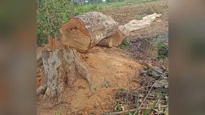 शंभुगंज में गंगटी नदी किनारे सरकारी भूमि से काटे गए हरे पेड़ जब्त