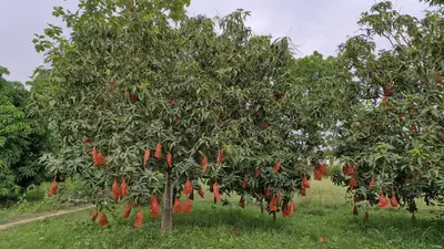 बांका का दूधिया मालदा आम अमेरिका में छाया, न्यू जर्सी तक पहुंची मंदार की मिठास, विदेशी ग्राहकों ने दिया दोबारा ऑर्डर