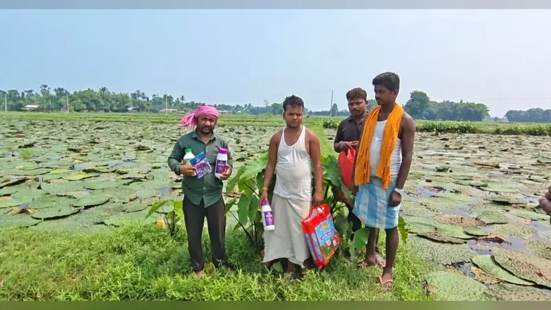 फलन की दवाई छिड़काव से 14 एकड़ में लगी मखाना की फसल बर्बाद