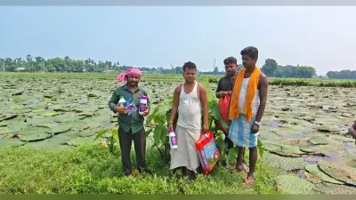 फलन की दवाई छिड़काव से 14 एकड़ में लगी मखाना की फसल बर्बाद