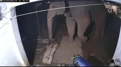 प्रखंड कार्यालय के क्वार्टर में घुसा हाथी, एसएफसी गोदाम का दरवाजा तोड़ा, दहशत