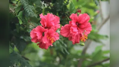 घर में लगाएं गुड़हल का पौधा, मंगल दोष से राहत के साथ बढ़ सकता है मान-सम्मान