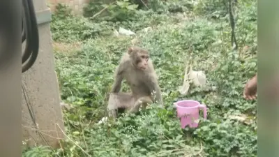 नोवामुंडी में खाने की तलाश में बस्ती पहुंचा बंदर, बिजली तार की चपेट में आकर घायल