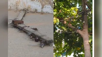 कैमूर: सात दिनों से सड़क पर पड़ा जर्जर बिजली पोल, पेड़ के सहारे बिजली आपूर्ति, मंडरा रहा हादसे का खतरा