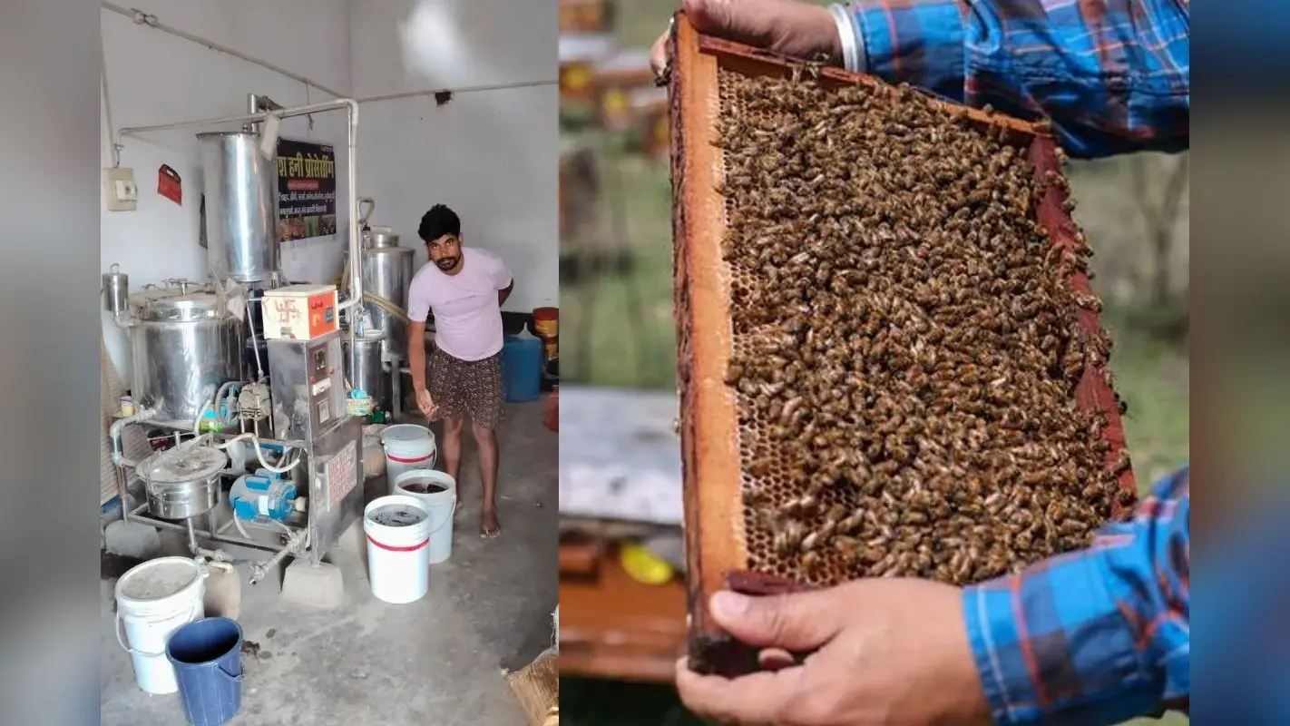 बदलते मौसम ने छीनी मधुमक्खी पालकों की मिठास, लाखों का नुकसान, 100 से अधिक बक्सों की मधुमक्खियां मरीं