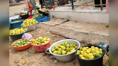 खूंटी में आम की बंपर पैदावार, फिर भी किसानों को नहीं मिल रहा सही दाम
