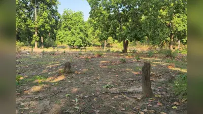 खतरे में पलामू टाइगर रिजर्व, तस्करों और मानवीय दबाव से सिमट रहा 1129 वर्ग किमी का जंगल
