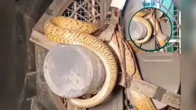 Viral Video: गर्मी से राहत पाने चला था शख्स, कूलर में बैठा मिला खतरनाक सांप