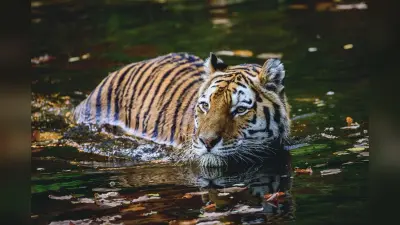 International Tiger Day 2026 : भारत के वे टाइगर रिजर्व, जहां रहते हैं सबसे अधिक बाघ