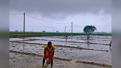 झमाझम बारिश के बीच किसानों ने शुरू की धान के बिचड़ा गिराने की तैयारी, महंगे बीज ने बढ़ाई चिंता
