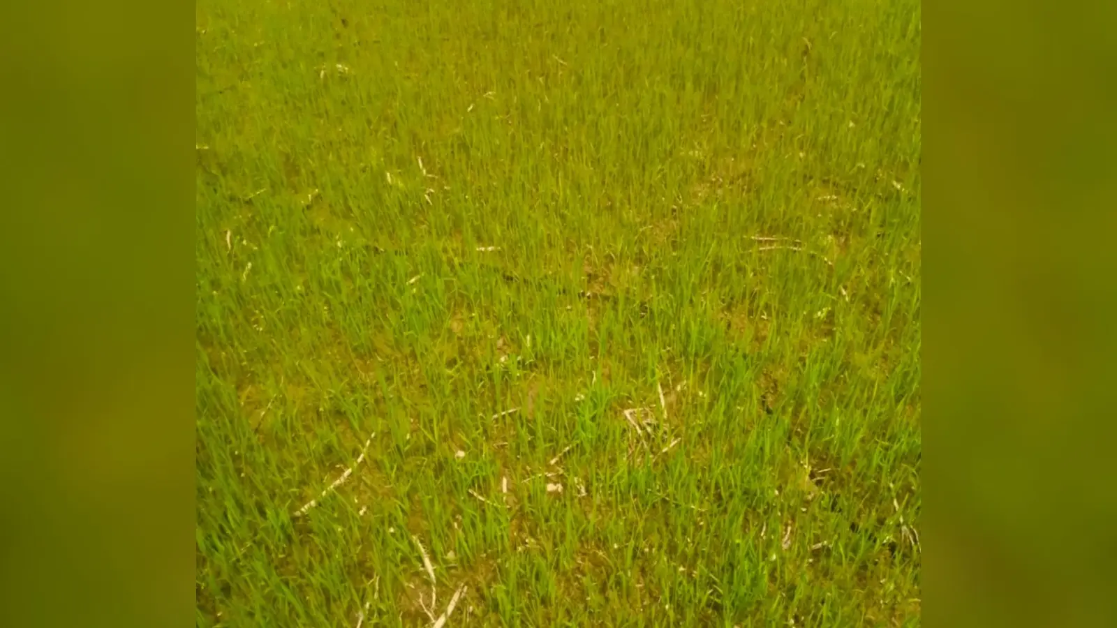 सुबह की बारिश बनी किसानों के लिए राहत, सूख रहे धान के बिचड़े को मिली नई जिंदगी