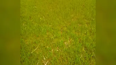 सुबह की बारिश बनी किसानों के लिए राहत, सूख रहे धान के बिचड़े को मिली नई जिंदगी