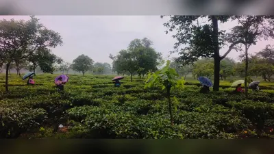 बारिश की बूंदों के बीच जिंदगी की रफ्तार, चाय बागानों में नहीं थमे मेहनतकश हाथ