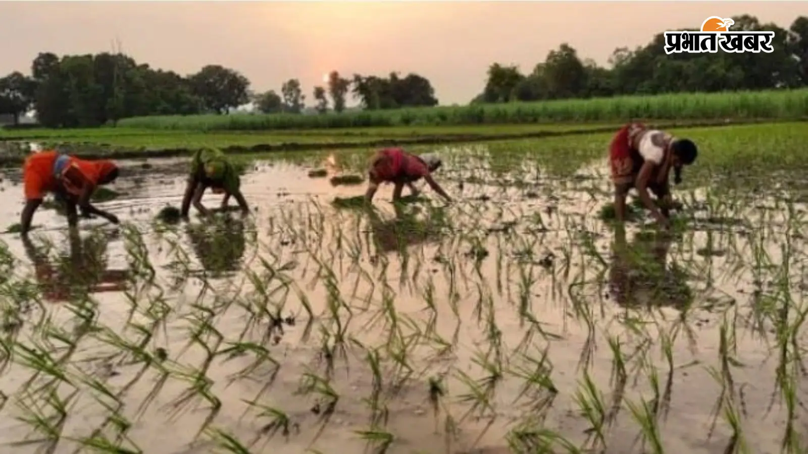रोहतास: दो दिन की झमाझम बारिश के बाद चेनारी में खेती ने पकड़ी रफ्तार, किसान धान की रोपनी में जुटे, अच्छी उपज होने की उम्मीद जताई