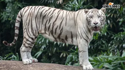 पटना जू में बढ़ेगा रोमांच, अगले हफ्ते से दिखेगा व्हाइट टाइगर, पहली बार ग्रीन इगुआना भी आएगा