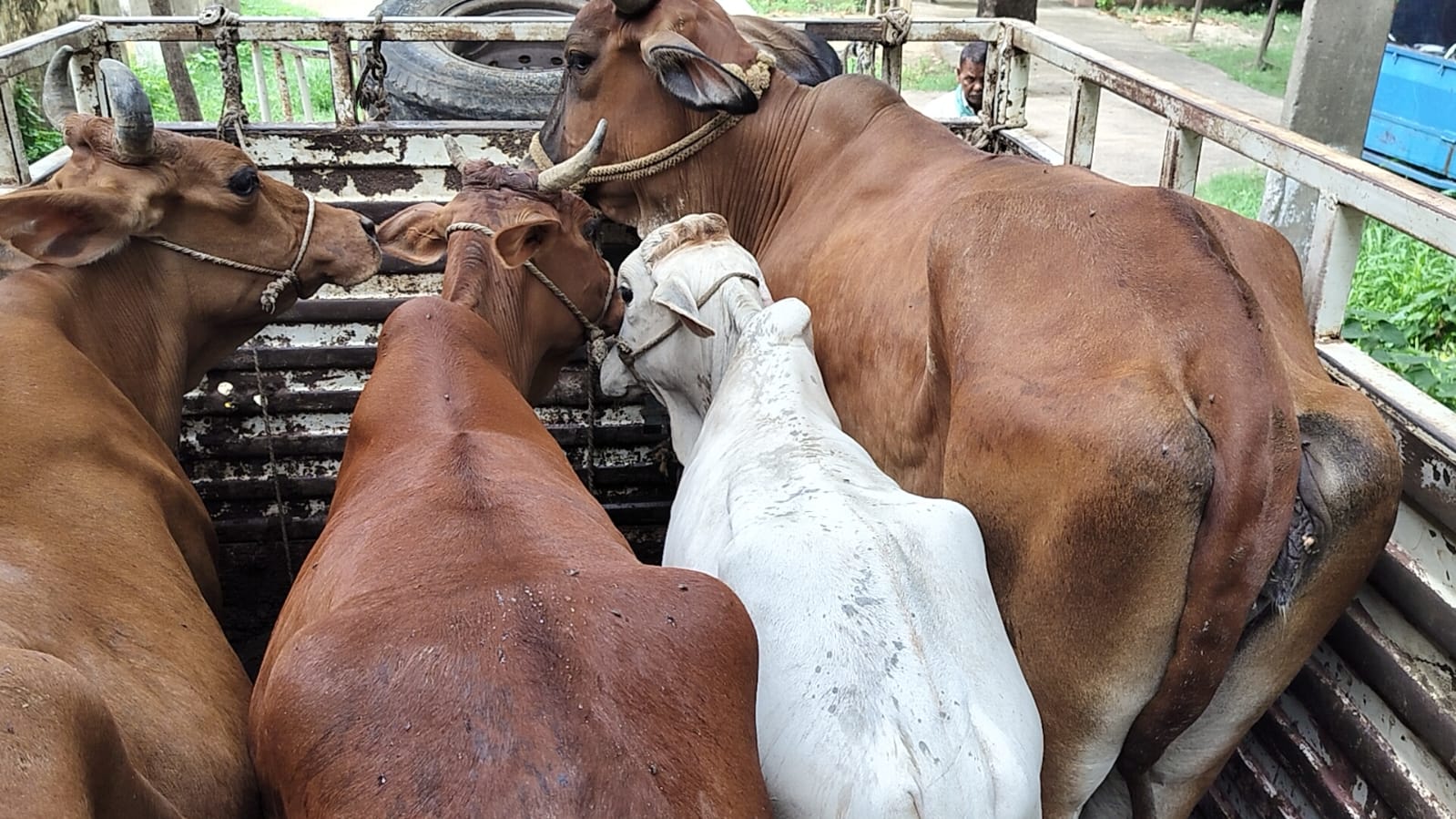 कैमूर: सिरसी-हाटा नहर पुल पर पुलिस की बड़ी कार्रवाई, पिकअप से चार पशु बरामद, एक तस्कर गिरफ्तार