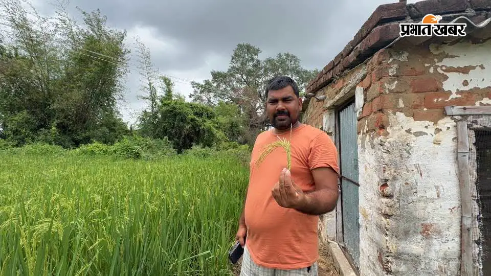 खरीफ से पहले खेतों में लहलहायी गरमा धान की फसल, खैरा के किसान ने लौटायी पुरानी खेती की परंपरा